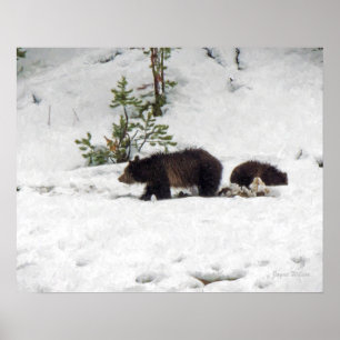 Poster Grizzlies dans l'affiche de neige Imprimer