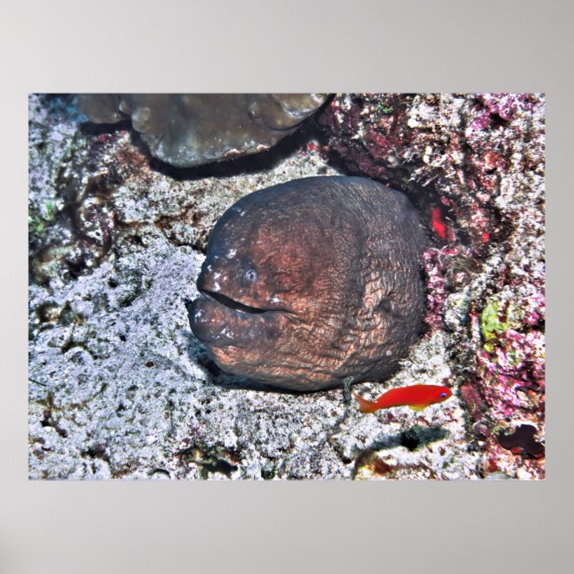 Poster Gros ange (Devant)