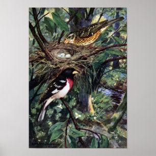 Poster Gros-becs de Rose-Breasted et leur nid des oeufs