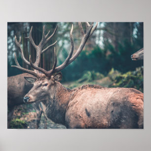 Poster Gros cerfs Brown avec de gros colliers