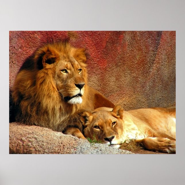 Poster Gros Chats - 6 (Devant)