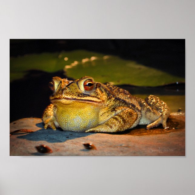 Poster Gros crapaud gras (Devant)
