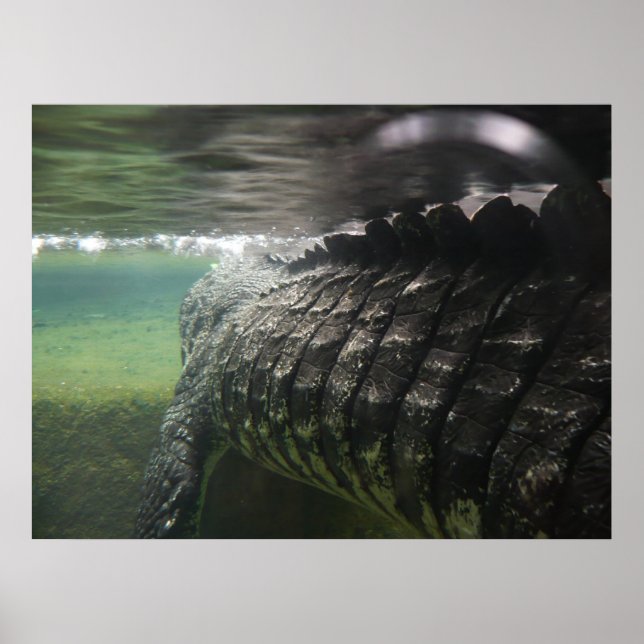 Poster Gros crocodile (Devant)