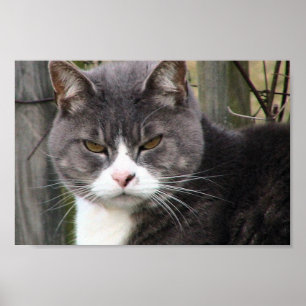 Poster Gros Gros Tabby Noir Chat Avec Yeux Brown