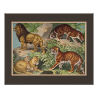 Gros Lions Chat Tigres, léopards, Animaux Imprimer