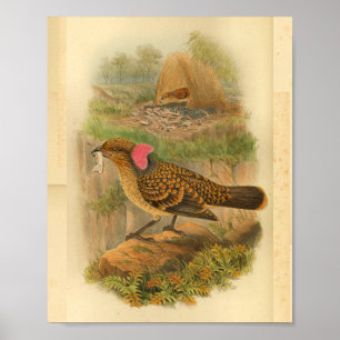 Poster Gros oiseau soufflant Brown Imprimer Vintage