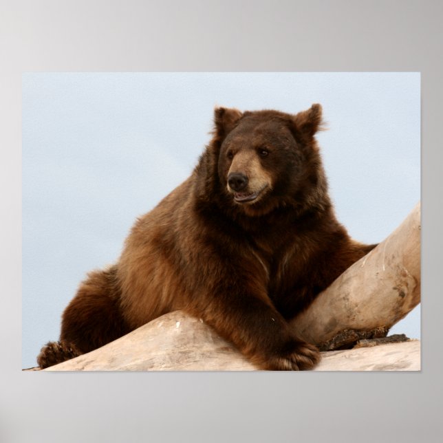 Poster Gros ours Brown sur un journal (Devant)
