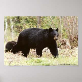 Poster gros ours noir