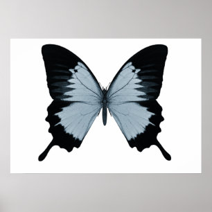 Poster Gros Papillon bleu et noir
