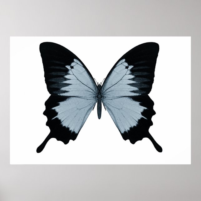 Poster Gros Papillon bleu et noir (Devant)