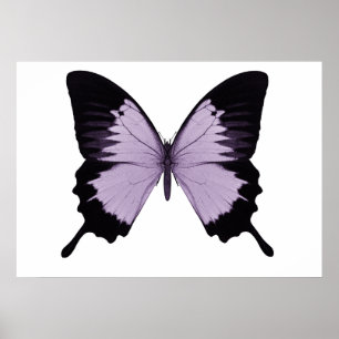 Poster Gros papillon violet et noir