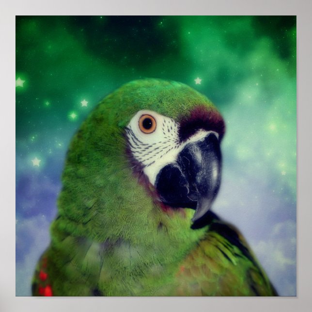 Poster Gros Parrot Macaw (Devant)