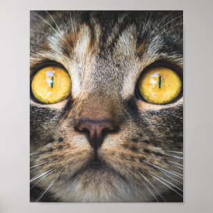 Poster Gros plan de chat avec Yellow Eyes