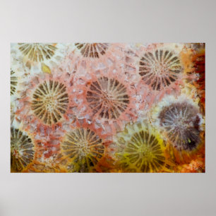 Poster Gros plan de corail rose
