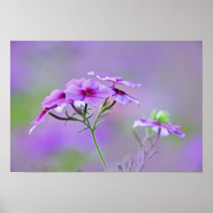 Poster Gros plan de Drummond Phlox, Phlox drummondi,