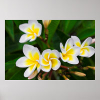 Gros plan de fleurs de la Plumeria, Hawaii