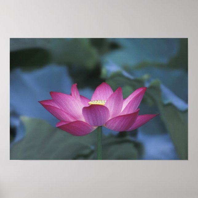 Poster Gros plan de fleurs de lotus rouges et de feuilles (Devant)