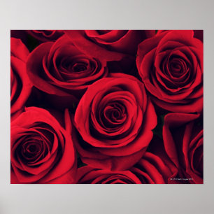 Poster Gros plan de fleurs de rose rouge.