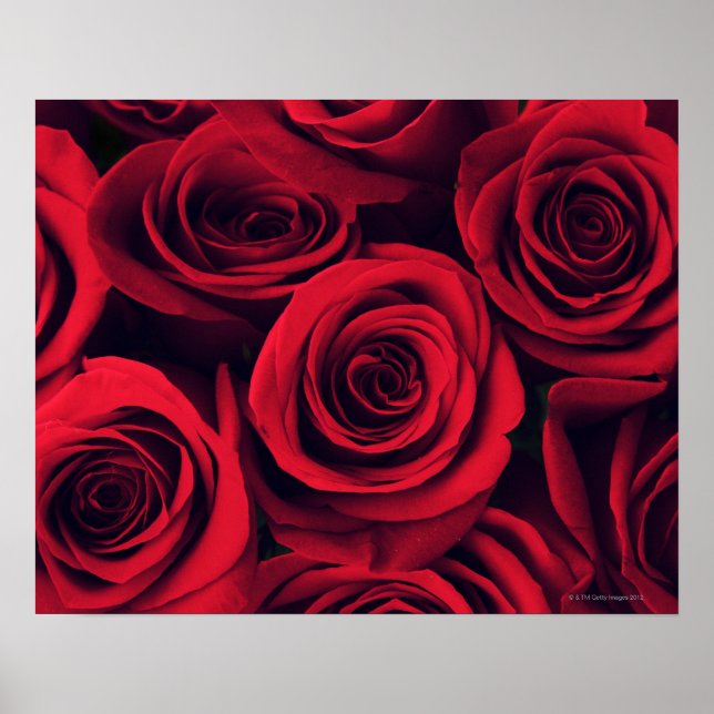 Poster Gros plan de fleurs de rose rouge. (Devant)