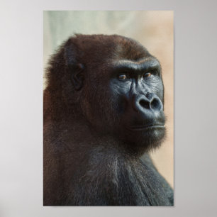 Poster Gros plan de Gorilla Lope