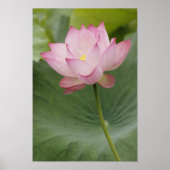 Poster Gros plan de la fleur de Lotus (Nelumbo nucifera), (Devant)