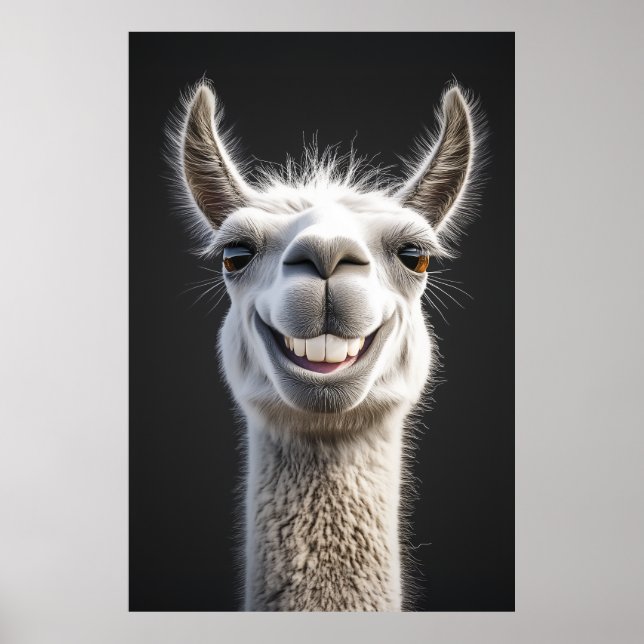 Poster Gros plan de la lama souriante (Devant)