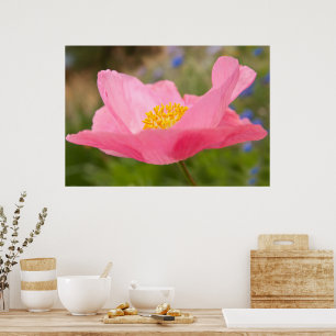 Poster Gros plan de la photo d'un pavot rose