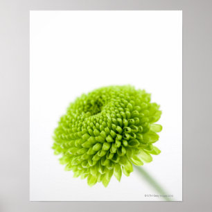 Poster Gros plan de la tête de fleur Chrysanthemum 2