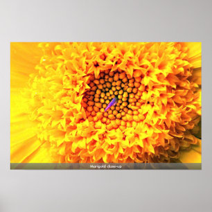 Poster Gros plan de Marigold