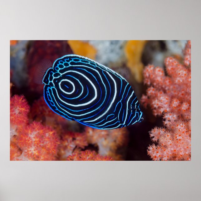 Poster Gros plan de poisson-ange impérial (Devant)