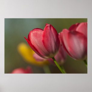 Poster Gros plan de tulipes rouges et jaunes dans un jard