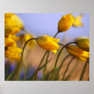 Poster Gros plan des jonquilles