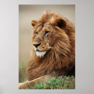 Poster Gros plan du lion mâle