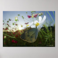 Gros plan du papillon sur la fleur