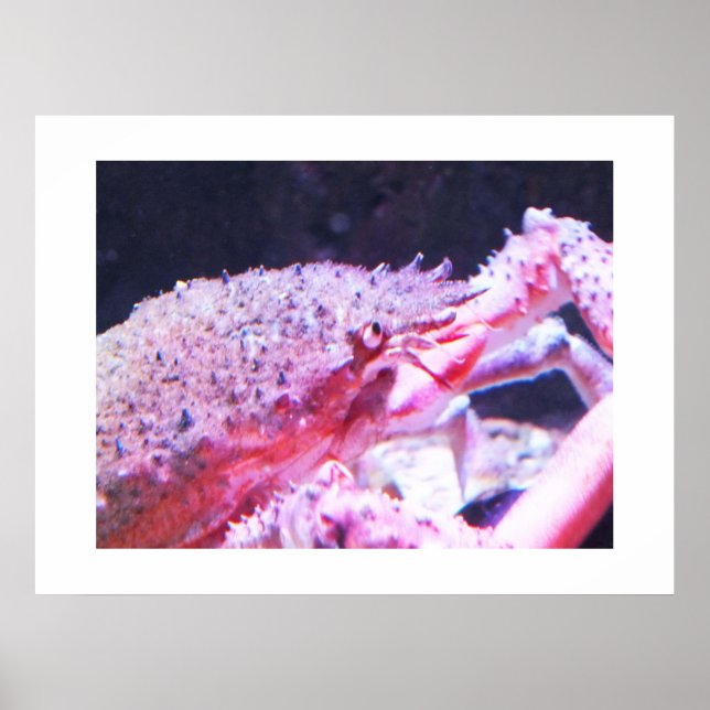 Poster Gros plan d'un crabe d'araignée (Devant)