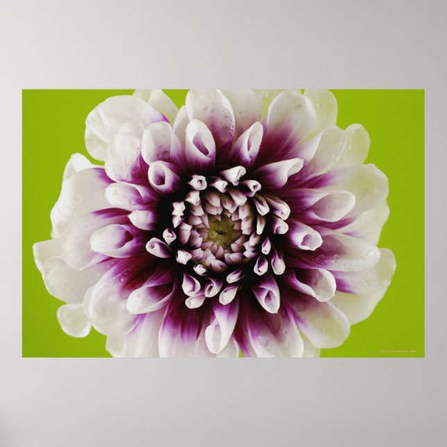 Poster Gros plan d'une fleur (Devant)