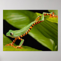 Gros plan d'une grenouille de singe de Tiger Leg