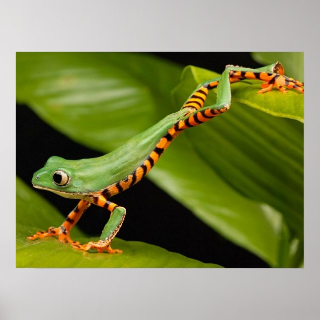 Poster Gros plan d'une grenouille de singe de Tiger Leg (Devant)