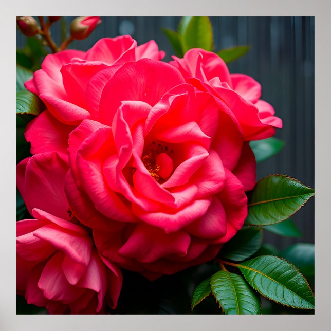 Poster Gros plan d'une rose rose vibrante qui fleurit au  (Devant)
