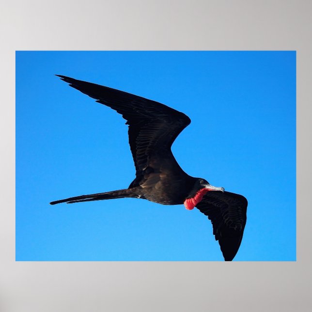 Poster Gros plan Frigatebird (Devant)