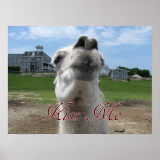 Poster Gros plan Kiss Me Llama