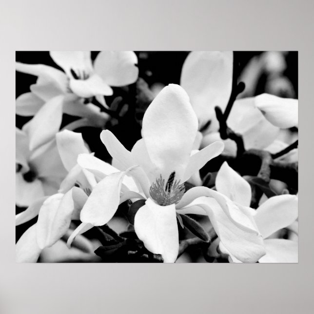 Poster Gros plan Magnolia Blooms Art (Devant)