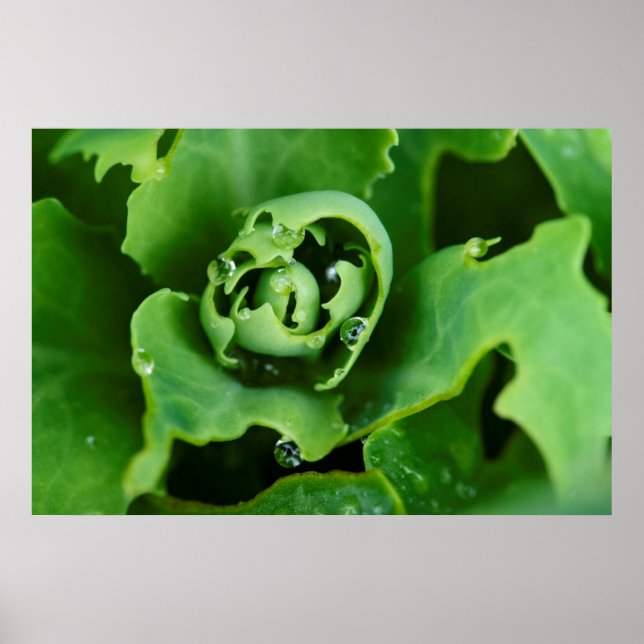 Poster Gros plan, plante succulent avec gouttelettes d'ea (Devant)