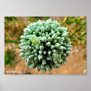 Poster Gros plan sur Allium, fleur d'oignon sauvage