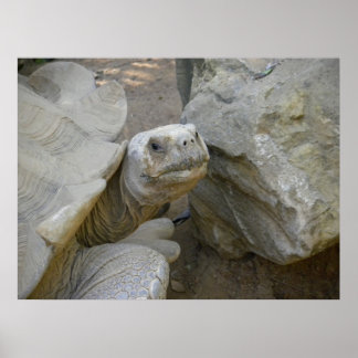 Poster Gros plan sur la tortue du désert
