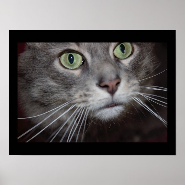 Poster Gros plan sur le chat Maine Coon (Devant)