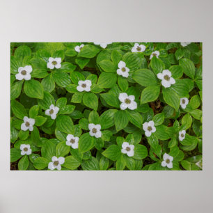 Poster Gros plan sur le cornouiller à fleurs blanches