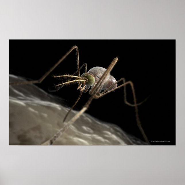 Poster Gros plan sur les piqûres de moustiques 3d (Devant)