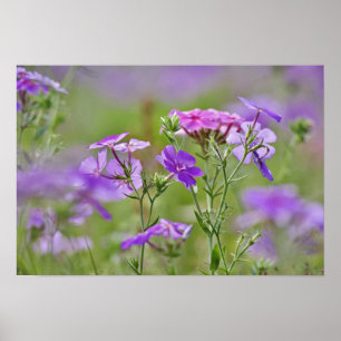 Poster Gros plan sur Phlox de Drummond, Phlox drummondi, 