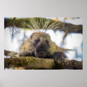 Poster Gros plan sur un porc-épic dans un arbre